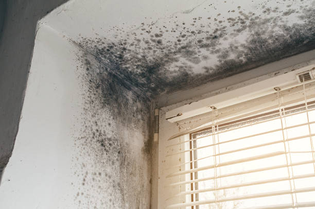 Affordable Mold Remediation solutions in Sims, NC